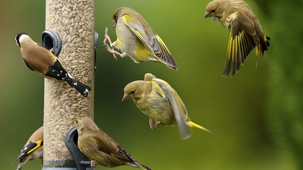 Busy bird feeder