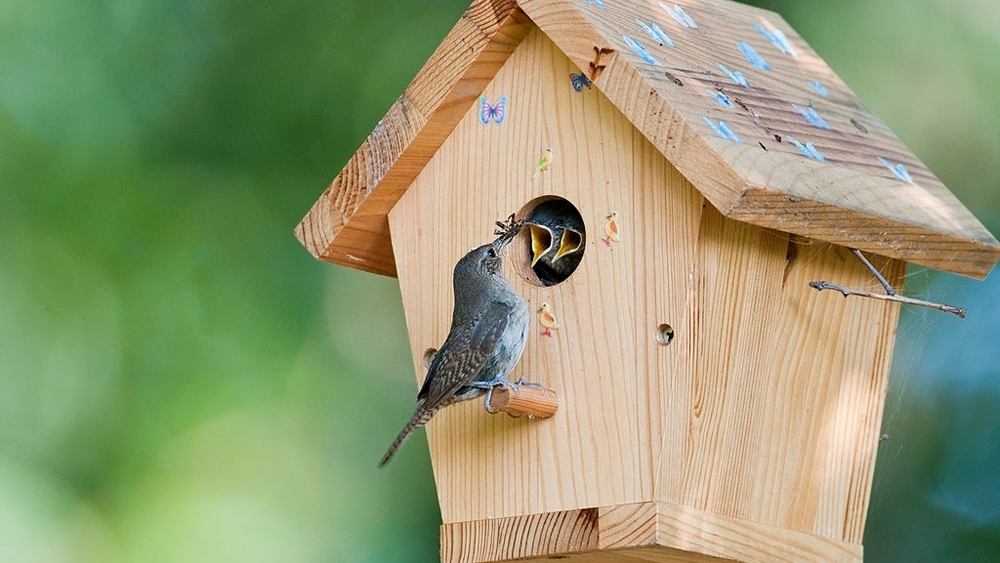 House wren feeds bug to babies in birdhouse