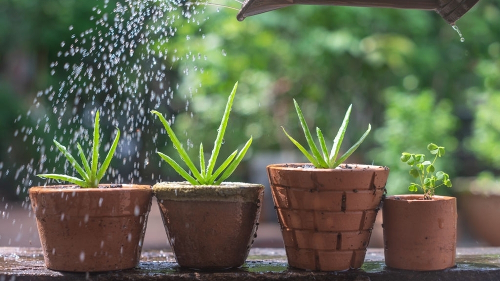 Watering aloe vera plant