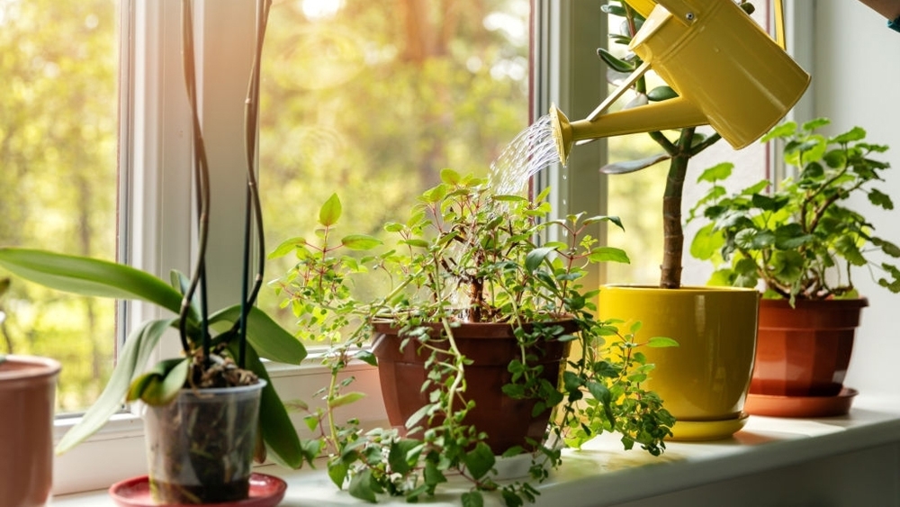 Watering indoor plants on windowsill
