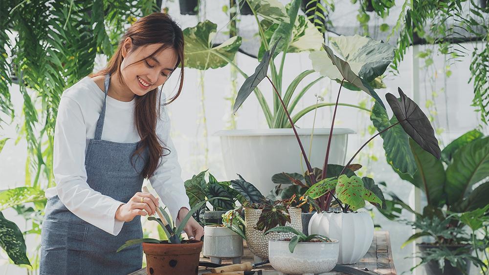 Home gardening by a happy woman