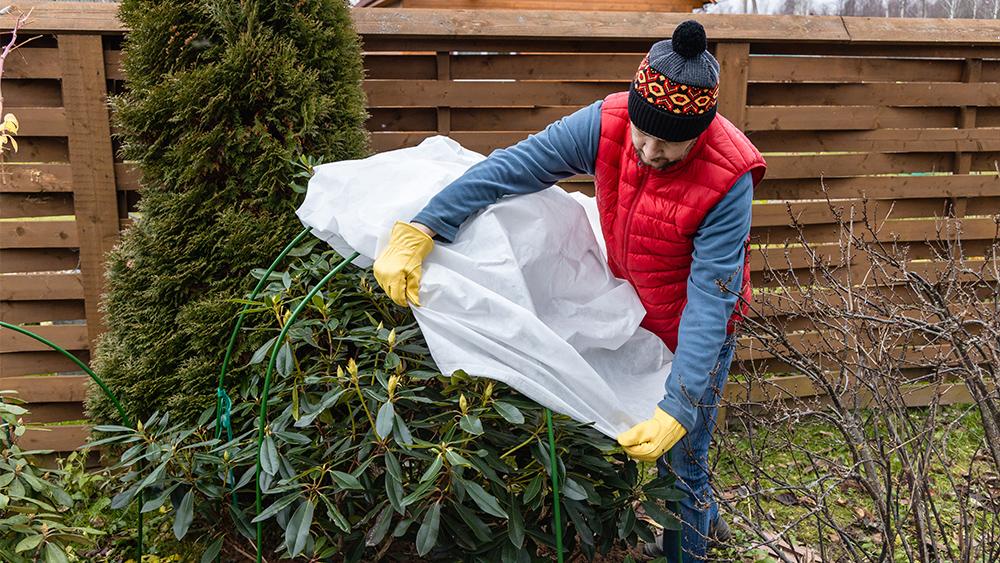 Man protecting garden in winter